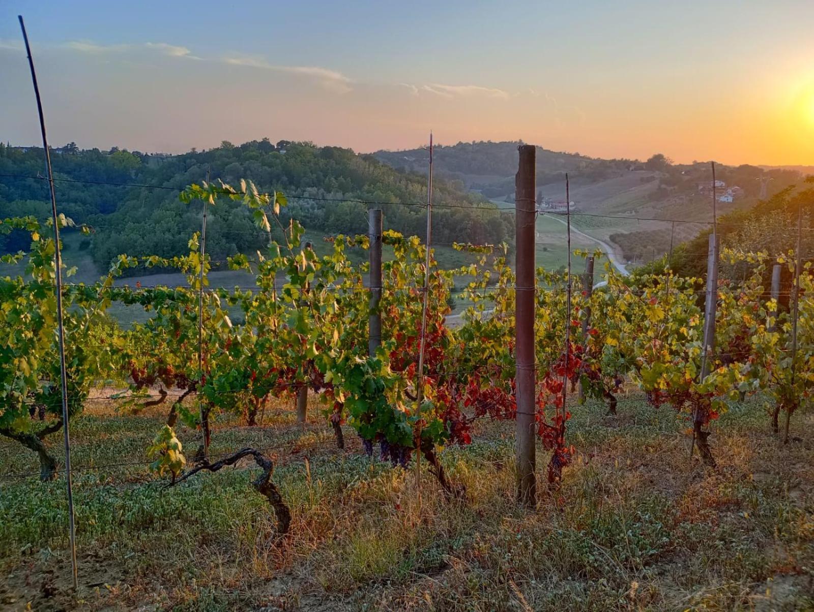 Villa Casa Delle Foglie Sussurranti Asti Esterno foto